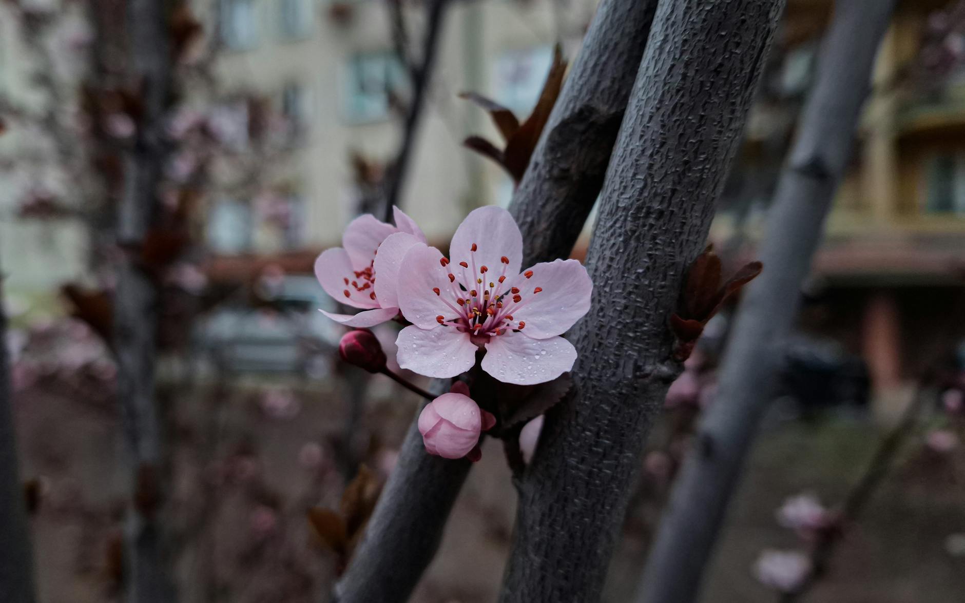 Za 5 dni: Szczytno w różu! Czas na kwitnienie wiśni i czereśni